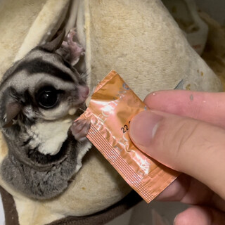 【急募】フクロモモンガの里親