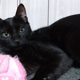 かわいい黒猫女の子