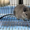 デグー生後約半年のオス、メス