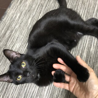 めちゃ元気な黒ノ助くん♂抱っこも大好き！