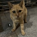 緊急！役所に通報されるかもしれないです！