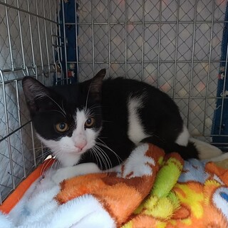 【募集中止】白黒の八割れ女の子♪