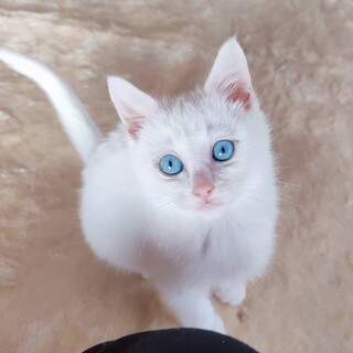 真っ白ふわふわ♡幸せ子猫『るう君』