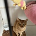 臆病だけど本当は優しいトラくん1歳