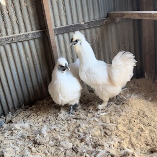 烏骨鶏10羽ほどいます。