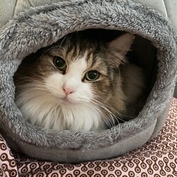 第10回保護犬猫譲渡会@nona