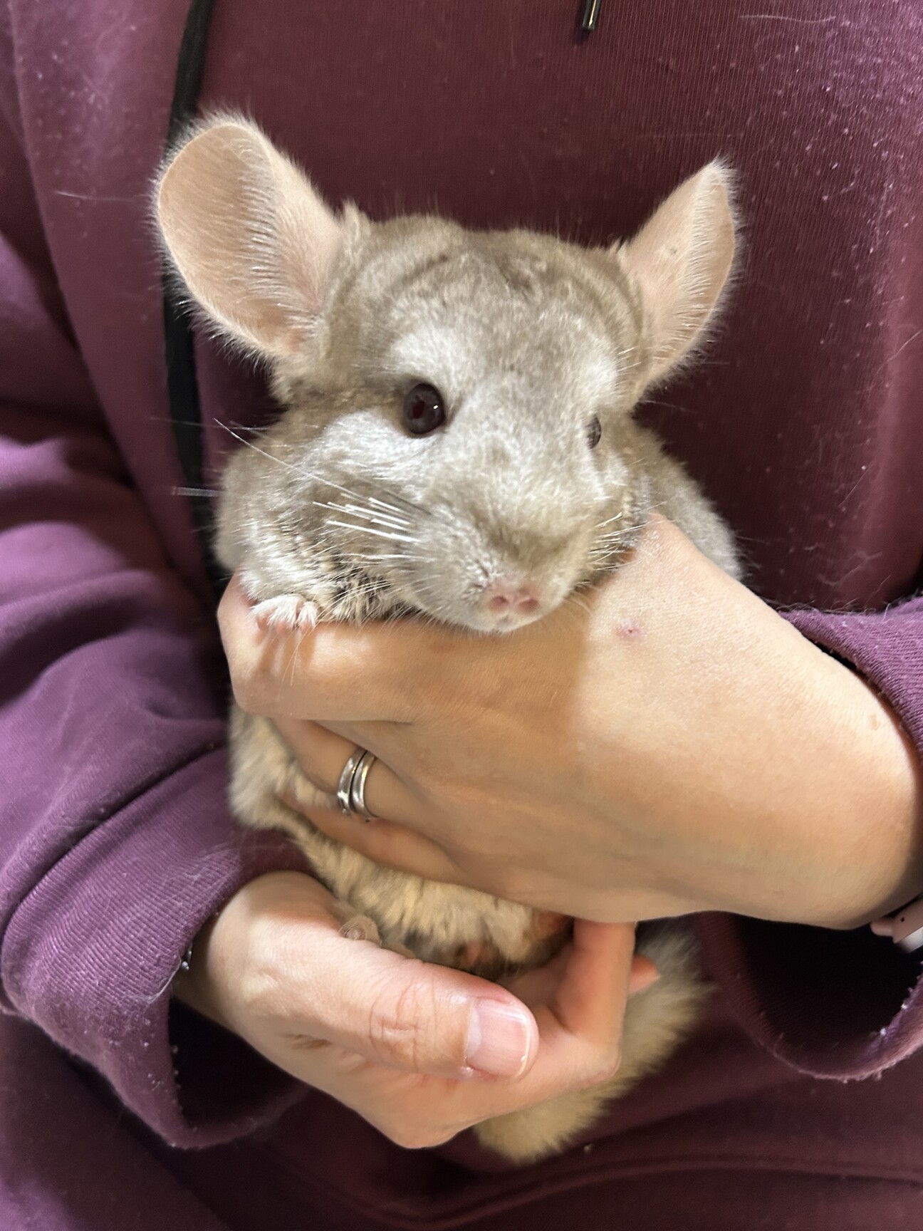 美品！チンチラマフラー・シナモンベージュ♡ ベージュ（シナモン） | Royal Chinchilla Gallery