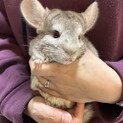 チンチラ　シナモン　ベージュ　男の子　11ヶ月