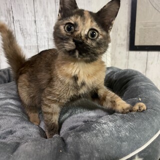 麗しいサビ猫のうたちゃん（甘えん坊！）
