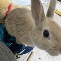 里親募集中！！ネザーランドドワーフ