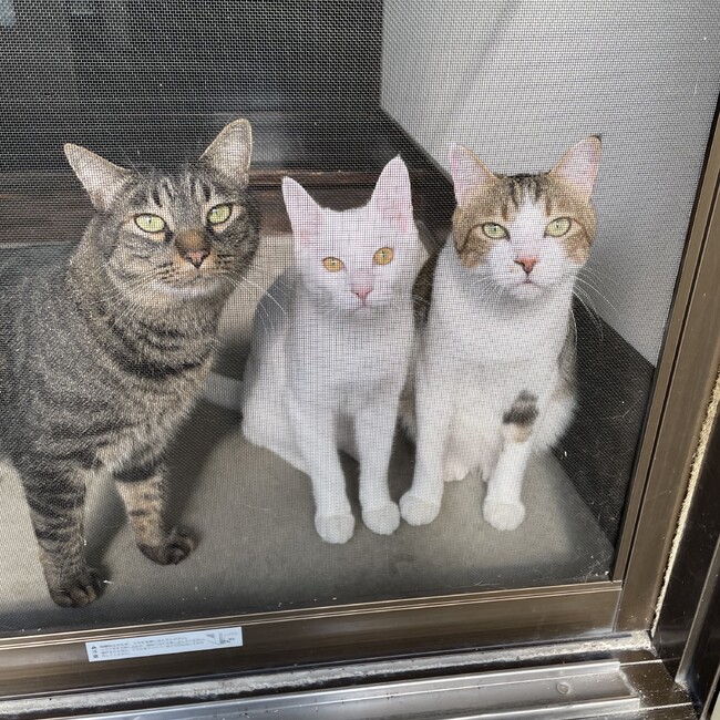 やまやまろまろのカバー写真