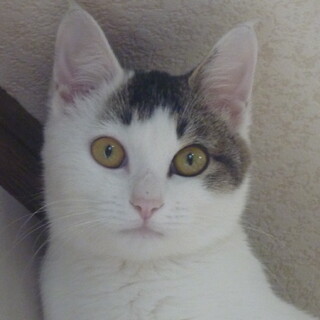 白キジの女の子