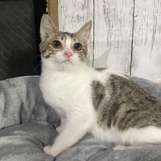 甘えん坊で元気いっぱい兄弟、エドワード
