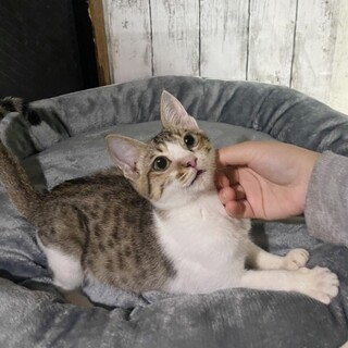 甘えん坊でヤンチャ坊主平助
