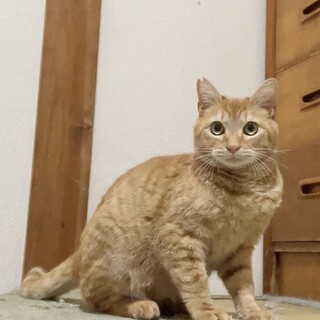 ちゃとらんです