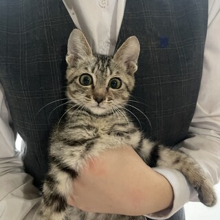 とっても可愛いキジトラの羽乃（うの）