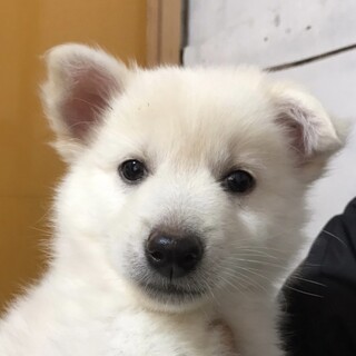 保健所からレスキューした子犬♀くみちゃん