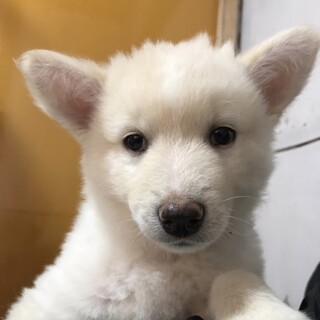 保健所からレスキュー♂マロン君、モフモフです。