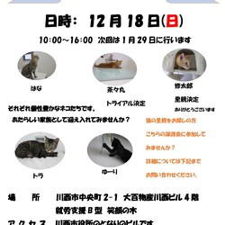 保護猫譲渡会