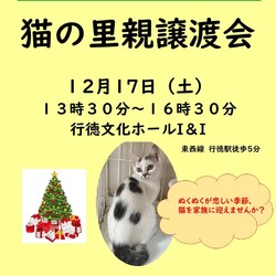 猫の里親譲渡会