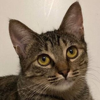 12/4　譲渡会参加予定☆ジゼルちゃん