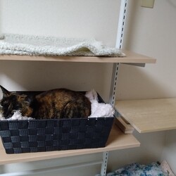 「また買ってしまった(´Д｀;)」サムネイル2