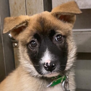 個性派フェイスの　あつ六郎くん　2ヶ月