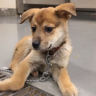 【相談中】怖がり克服中！　あつごろうくん　2ヶ月