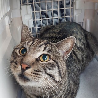 ダブルキャリア2才（余命短いかもしれません）