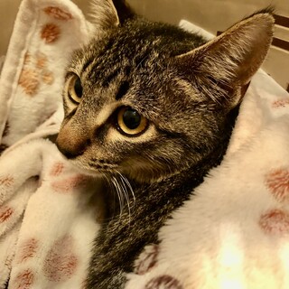 ありがとうございました★キジ虎シオンくん
