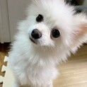 2歳メスポメラニアン