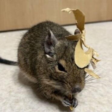 ダンボールで遊びました