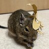 ダンボールで遊びました