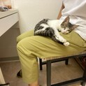 公園に捨てられた猫の里親募集