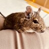 膝でまったり