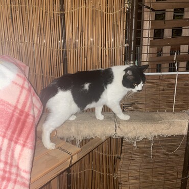 愛猫を亡くした家から餌もらい少しふっくらブチコ、でも、お家には入れてもらえないのね… だから今日まで冬布団出せなかった(ｰ ｰ;)