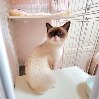 ブルーの瞳がとても綺麗なシャムミックスの女の子