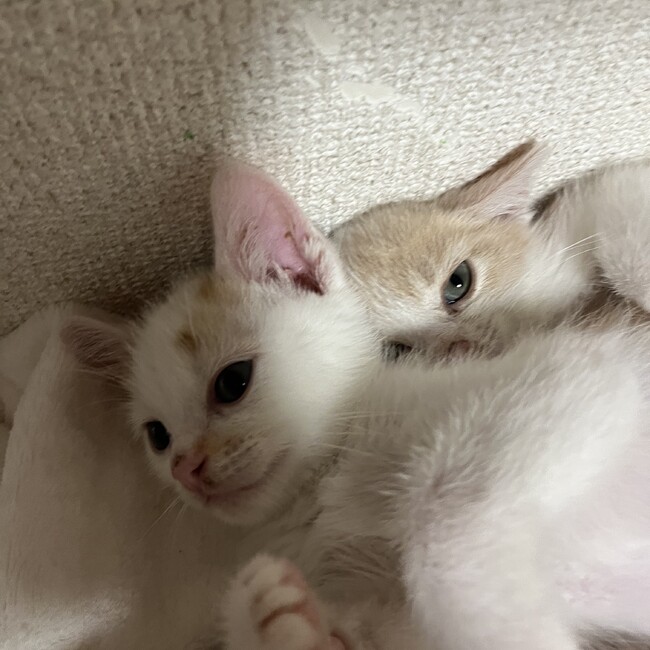 ぜにたにのカバー写真