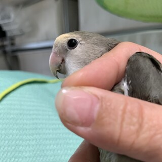 コザクラインコ　　５か月　性別不明　専用