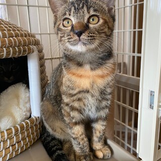 人も猫も大好き麦わらちゃ」埼玉県 - 猫の里親募集(440846