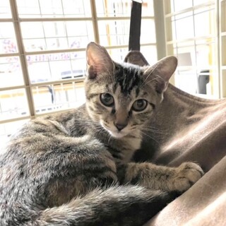 甘えんぼさん「なずなチャン」