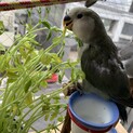 コザクラインコ　雛