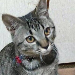 甘えん坊キジトラ男子♥千代丸