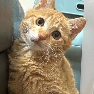 茶トラ男子「ぽてちクン」