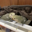 コザクラインコ　ヒナ　１０月生まれ