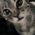生後5ヶ月の女の子猫ちゃん❤️