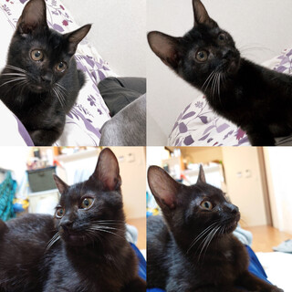 生後5 ヶ月の男の子猫ちゃん❤️