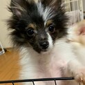 ポメラニアン子犬4ヶ月
