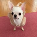 スムースチワワ女の子１歳　スーちゃん