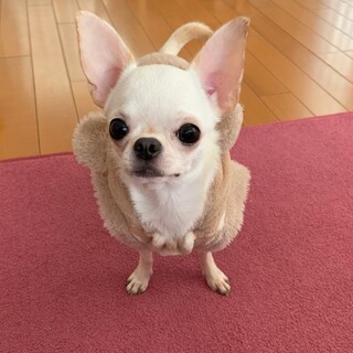 スムースチワワ女の子１歳　スーちゃん